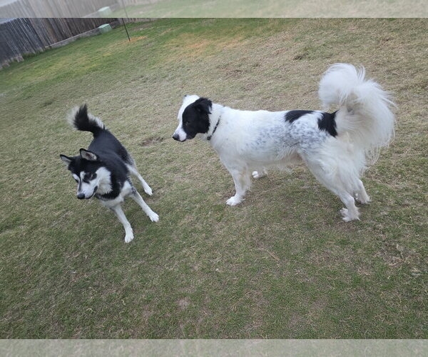Medium Photo #16 Aussie Pyrenees Puppy For Sale in Houston, TX, USA