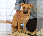 Small #1 Mutt
