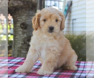 Goldendoodle-Poodle (Miniature) Mix Puppy for sale in GAP, PA, USA
