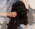 Puppy Joey Golden Newfie Doodle
