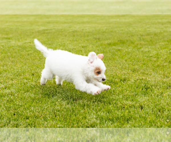 Medium Photo #4 Goldendoodle (Miniature) Puppy For Sale in WOLCOTTVILLE, IN, USA