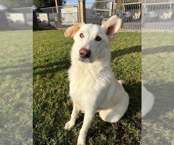 Medium Photo #2 German Shepherd Dog-Unknown Mix Puppy For Sale in Riverside, CA, USA
