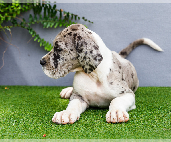 Medium Photo #96 Great Dane Puppy For Sale in WAKARUSA, IN, USA