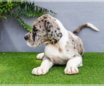 Small Photo #96 Great Dane Puppy For Sale in WAKARUSA, IN, USA
