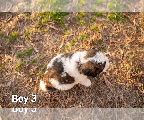 Medium Photo #9 Saint Bernard Puppy For Sale in KANNAPOLIS, NC, USA