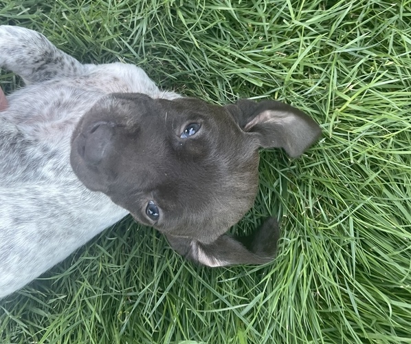Medium Photo #9 German Shorthaired Pointer Puppy For Sale in DALLAS, OR, USA