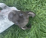 Small Photo #9 German Shorthaired Pointer Puppy For Sale in DALLAS, OR, USA