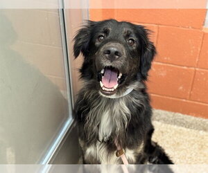 Border Collie-Unknown Mix Dogs for adoption in Pueblo, CO, USA