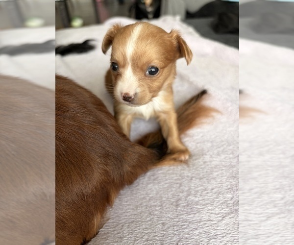 Medium Photo #15 Chihuahua Puppy For Sale in SAN ANTONIO, TX, USA