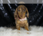 Puppy Karey Dachshund