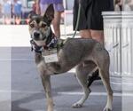 Small #7 Australian Shepherd Mix