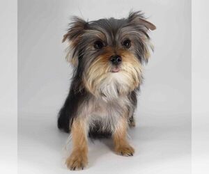 Yorkshire Terrier Puppy for sale in LOS ANGELES, CA, USA