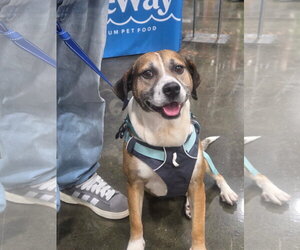 Luke - Male Collie-German Shepherd Dog Mix Dog for Adoption