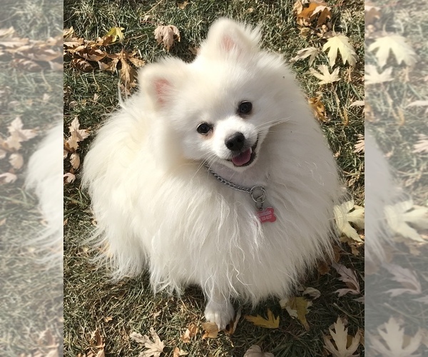 Medium Photo #1 Pomeranian Puppy For Sale in DENVER, CO, USA