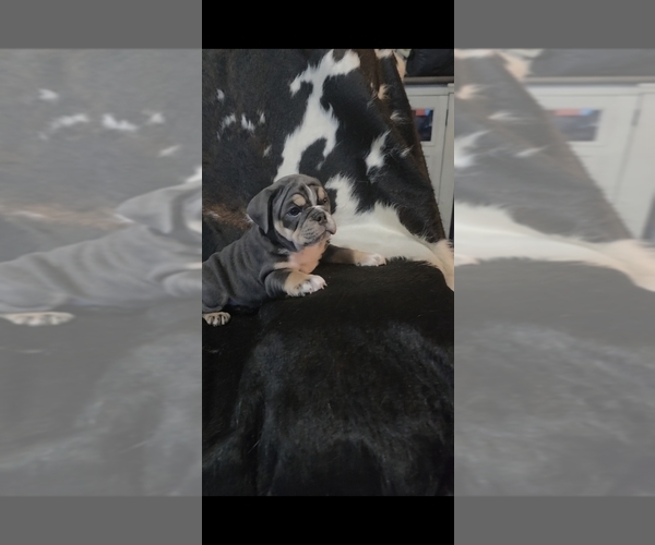 Medium Photo #4 English Bulldog Puppy For Sale in ARGYLE, TX, USA