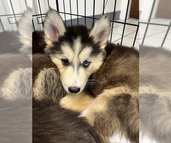 Medium Photo #1 Siberian Husky Puppy For Sale in NEW PORT RICHEY, FL, USA