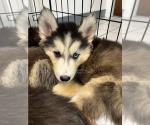 Siberian Husky Puppy for sale in NEW PORT RICHEY, FL, USA