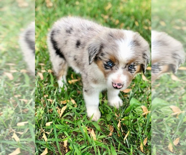 Medium Photo #9 Miniature Australian Shepherd Puppy For Sale in WOODWARD, OK, USA
