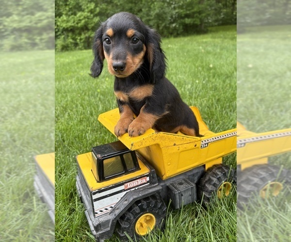 Medium Photo #4 Dachshund Puppy For Sale in MIDDLEBURY, IN, USA