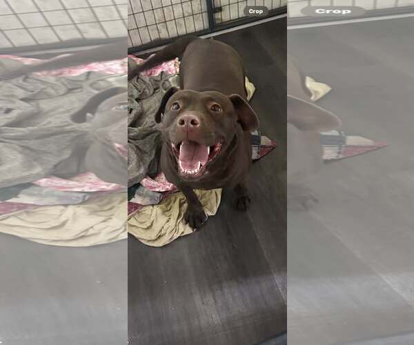 Medium Photo #3 - Mix Puppy For Sale in Jackson Township, NJ, USA