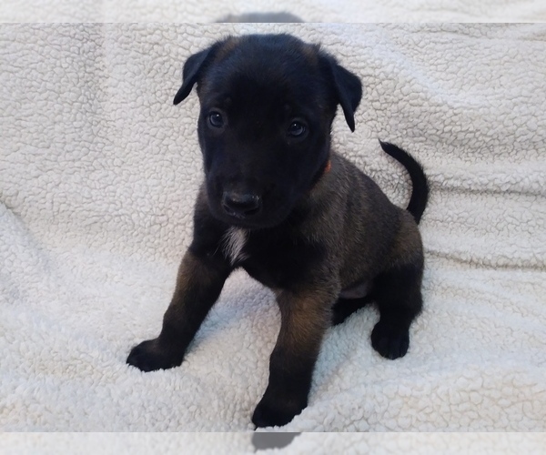 Medium Photo #1 Belgian Malinois Puppy For Sale in CORNING, CA, USA