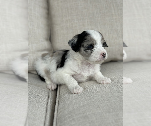 Medium Photo #12 Aussiedoodle Puppy For Sale in VAIL, AZ, USA