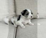 Small Photo #12 Aussiedoodle Puppy For Sale in VAIL, AZ, USA