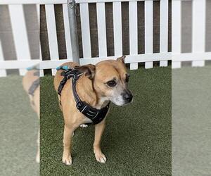 Mutt Dogs for adoption in Modesto, CA, USA