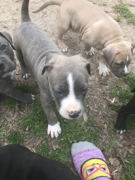 Medium Photo #36 American Pit Bull Terrier Puppy For Sale in GRIFFIN, GA, USA