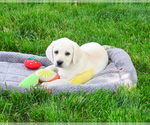 Small #3 Labrador Retriever