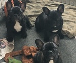 Small Photo #4 French Bulldog Puppy For Sale in JACKSON, NJ, USA