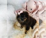 Small #1 Pomeranian