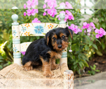 Small #1 Yorkshire Terrier