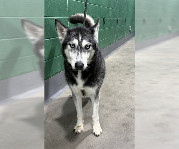 Medium Photo #1 Siberian Husky Puppy For Sale in Forestville, MD, USA