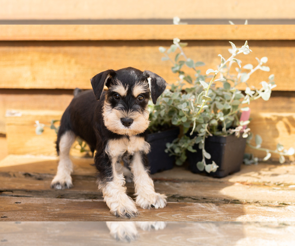 Medium Photo #4 Schnauzer (Miniature) Puppy For Sale in NAPPANEE, IN, USA