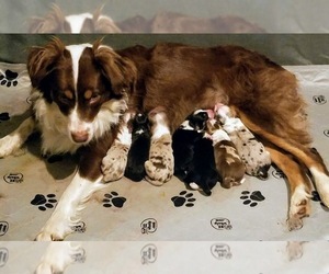 Mother of the Border-Aussie puppies born on 02/02/2023