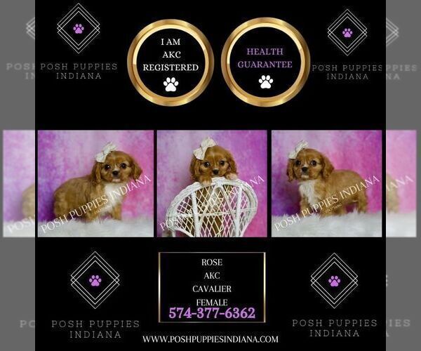 Medium Photo #8 Cavalier King Charles Spaniel Puppy For Sale in WARSAW, IN, USA