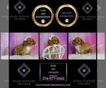 Small Photo #41 Cavalier King Charles Spaniel Puppy For Sale in WARSAW, IN, USA