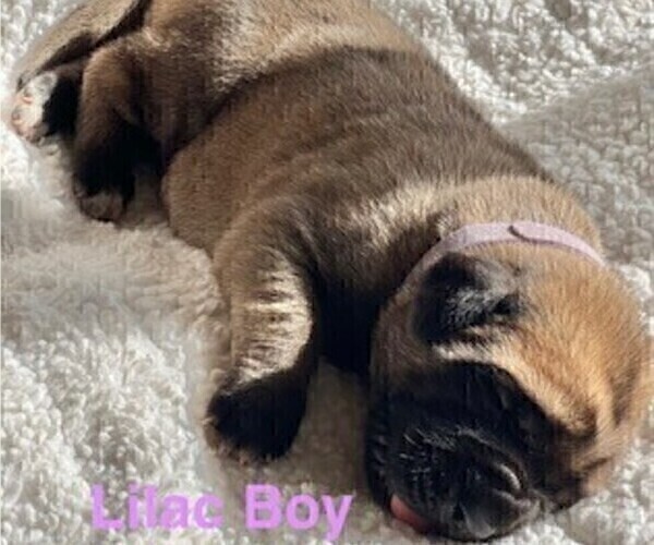 Medium Photo #1 Mastiff Puppy For Sale in BIXBY, OK, USA