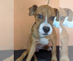 Small #3 Boxer