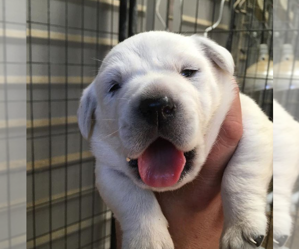 Medium Photo #3 Labrador Retriever Puppy For Sale in MORRISON, TN, USA