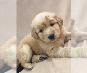 Golden Retriever Puppy for sale in AUSTIN, TX, USA