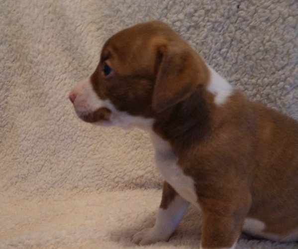 Medium Photo #1 American Staffordshire Terrier Puppy For Sale in NEWLAND, NC, USA