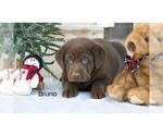 Puppy 1 Labrador Retriever