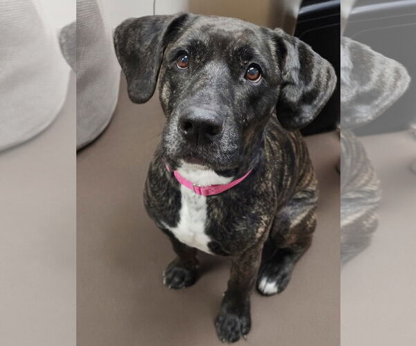 Medium Photo #2 Mutt Puppy For Sale in Minneapolis, MN, USA