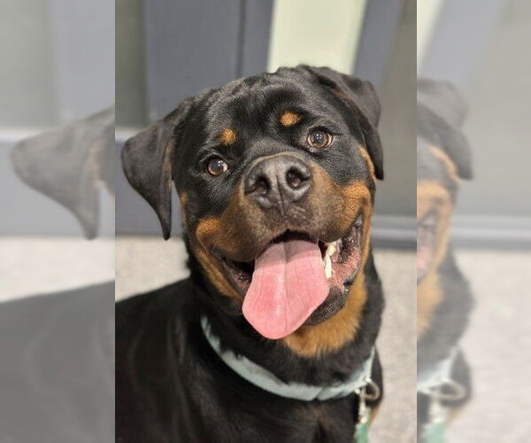 Medium Photo #1 Rottweiler Puppy For Sale in Waterford, VA, USA