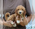 Small #3 Goldendoodle (Miniature)
