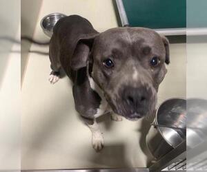 Mutt Dogs for adoption in Bakersfield, CA, USA