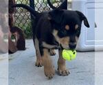 GARGOYLE* - Female Rottweiler-Unknown Mix Dog for Adoption - Small photo