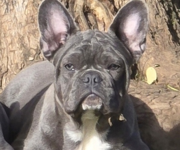 Medium Photo #1 French Bulldog Puppy For Sale in SPRINGFIELD, OR, USA